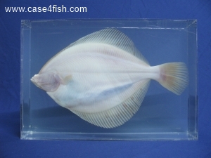Foto Galerie/Pleuronectiformes/Pleuronectes platessa/Pleuronectes platessa_02_S.jpg